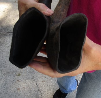 Buy this 2 pc lot of 18-19 Inch Raw Buffalo Horns - $25