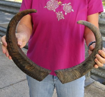 Buy this 2 pc lot of 17-18 Inch Raw Buffalo Horns - $25