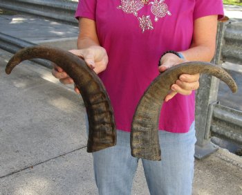 Buy this 2 pc lot of 17-18 Inch Raw Buffalo Horns - $25