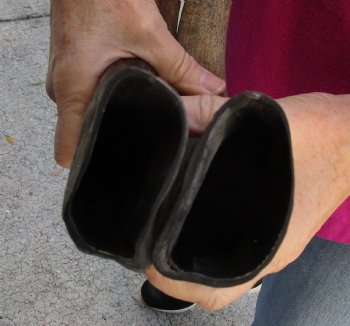 Buy this 2 pc lot of 17-18 Inch Raw Buffalo Horns - $25