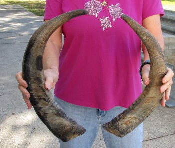 Buy this 2 pc lot of 20-21 Inch Raw Buffalo Horns - $25