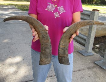 Buy this 2 pc lot of 20-21 Inch Raw Buffalo Horns - $25