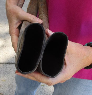 Buy this 2 pc lot of 20-21 Inch Raw Buffalo Horns - $25