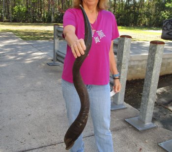 Polished Kudu horn measuring 38 inches - $110