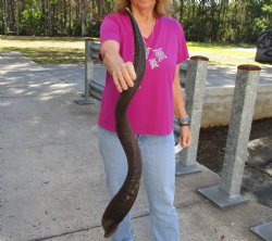 Polished Kudu horn ...