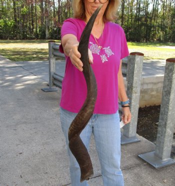 Polished Kudu horn measuring 38 inches - $110