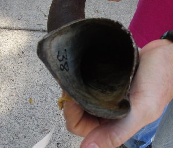 Polished Kudu horn measuring 38 inches - $110