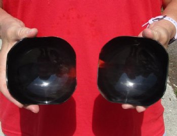 2 pc lot of Decorative Polished Ox Horn, Cow Horn Trays/bowls 4-1/2 inches. For Sale for $20.00
