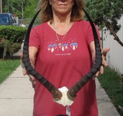 Buy this 23 inch impala skull plate and horns for $55 