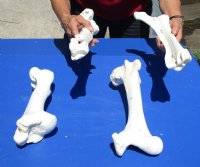 4 piece buffalo leg bone set containing one each: tibia; femur; radius; humerus - $65