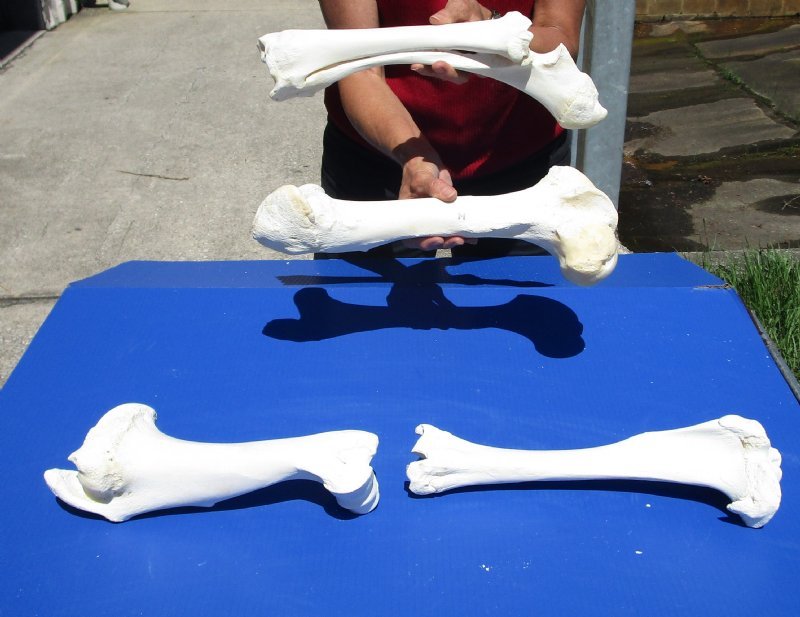 4 piece buffalo leg bone set (Bubalus bubalis)
