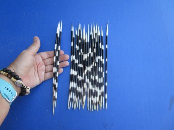 25 Semi-Cleaned Fat African Porcupine Quills 8 to 10 inches - $20/lot
