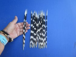 25 Semi-Cleaned Fat African Porcupine Quills 8 to 10 inches - $20/lot