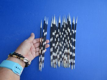 25 Semi-Cleaned Fat African Porcupine Quills 8 to 10 inches - $20/lot