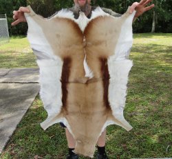Authentic African Springbok Skin 39x26-1/2 inches - $57