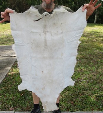 Authentic African Springbok Skin 39x26-1/2 inches - $57