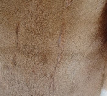 Authentic African Springbok Skin 39x26-1/2 inches - $57