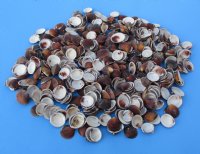 Wholesale Brown Cockle shells 1 inch to 1-1/2 inches -  2 kilos per bag @ $1.25 kilo 