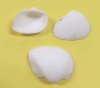 Ark Clam Shells Wholesale for arts and crafts projects  1 to 2-1/4 inches - Packed: 2 kilos per bag @ $1.40 a kilo (1 kilo = 2.2 lbs) Minimum: 2 Bags