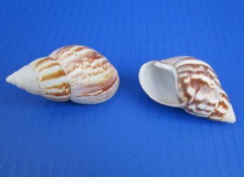 Wholesale Giant African land snails (achatina fulica) for Hermit Crab Homes -  50 pcs @ $.35 each;  200 pcs @ $.30 each