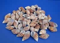 Wholesale Giant African land snails (achatina fulica) for Hermit Crab Homes -  50 pcs @ $.35 each;  200 pcs @ $.30 each