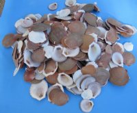 Case of 10 Kilos Mixed Bulk Sun and Moon Shells, Asian Moon and White Sun Scallops - $1.80 a kilo (1 kilo = 2.2 lbs)