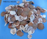 1-3/4 to 3-1/2 inches Mixed Sun and Moon Shells Wholesale in bulk bag  - $4.50 a bag of 2 kilos (2 kilos = 4.40 lbs)