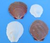 1-3/4 to 3-1/2 inches Mixed Sun and Moon Shells Wholesale in bulk bag, commercial grade (will have chipped edges, tiny holes) - Priced $4.50 a bag of 2 kilos (2 kilos = 4.40 lbs) 