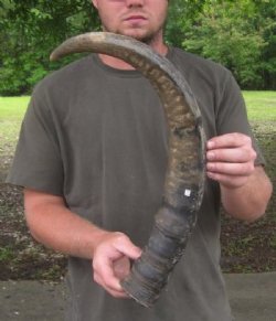 Raw/Semi-Polished Buffalo Horns, Natural Cow Horns