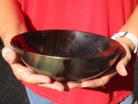 Polished buffalo horn bowl measuring 8" long by 2-1/2 deep.  You are buying the buffalo horn bowl pictured for $19 