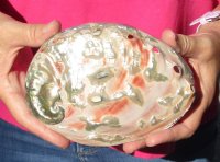 Polished red abalone shell 6 inches long - you are buying the shell pictured for $16