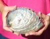 Polished green abalone shell measuring 6-1/2 inches - You are buying the abalone shell pictured for $18 
