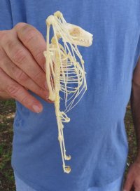 Wholesale Large Fruit Bat Skeleton with wings folded (Rousettus Leschenaultii) measuring 5-1/2" up to 7" long - $70.00 each