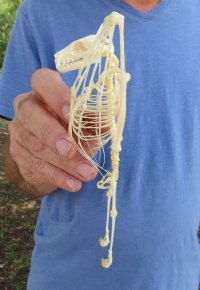 Wholesale Large Fruit Bat Skeleton with wings folded (Rousettus Leschenaultii) measuring 5-1/2" up to 7" long - $70.00 each