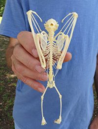 Wholesale Large Fruit Bat Skeleton with wings folded (Rousettus Leschenaultii) measuring 5-1/2" up to 7" long - $70.00 each