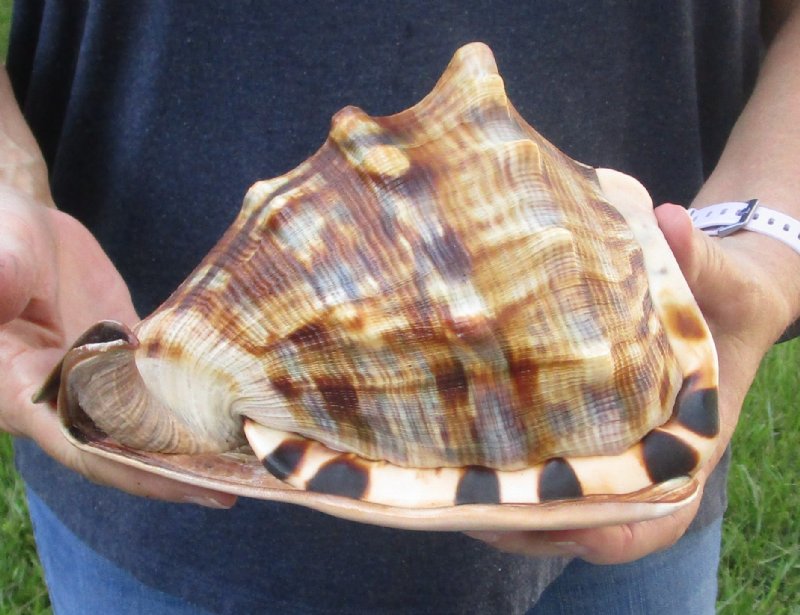 8 inch King Helmet Shell, large shell for seashell decor