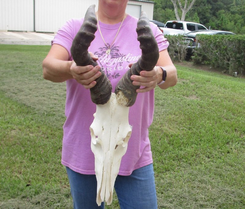 Cheap Red Hartebeest Skulls with Horns Grade B Wholesale