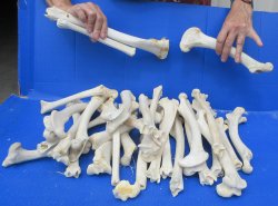 30 Deer Leg Bones 7...