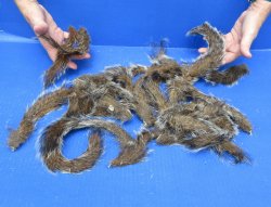 24 Preserved Squirrel Tails - $15