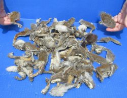Real Squirrel Feet & Legs (100 pack) - $25