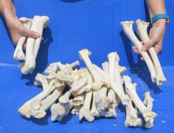 30 Deer Leg Bones 7...