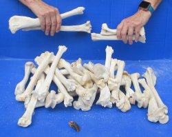 30 Deer Leg Bones 7...