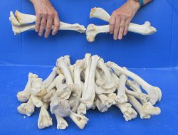 30 Deer Leg Bones 7...