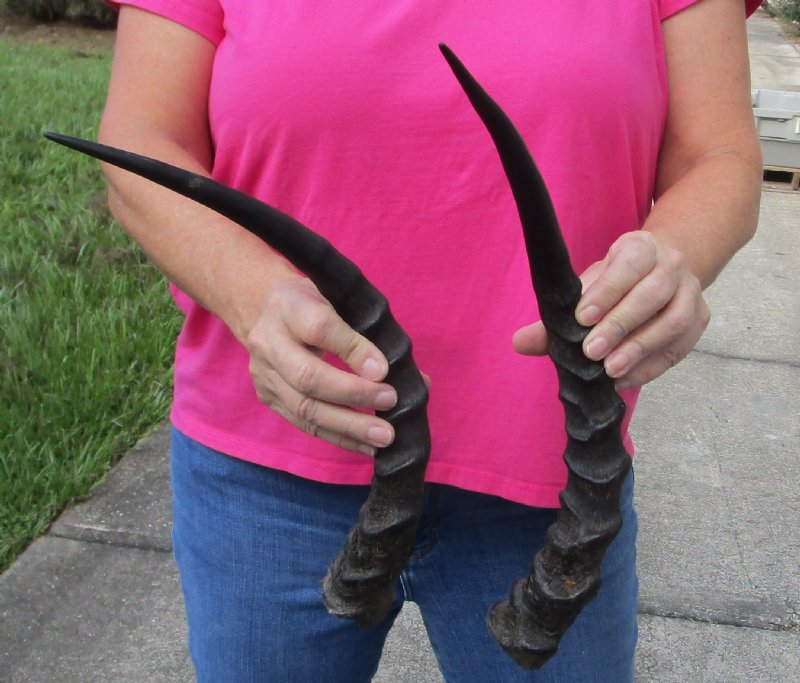 2 African Impala Horns, Impala Antlers Animal Horns (not a pair) 16