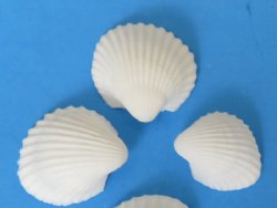 Case of small wholesale Clam Rose shells for crafts - 1/2" to 3/4" - 20 kilos @ $2.50 kilo (44 pounds) 