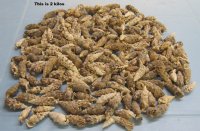 Wholesale Aluco Vertagus, Cerithium aluco shells - 1-1/2" to 2-1/2" - 2 kilo bag @ $3.00 bag