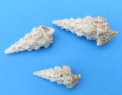 Wholesale Cerithium Nodolosum shells 1-3/4 to 3-3/4 inches - 20 kilos @ $1.50 a kilo