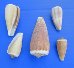 Wholesale Conus magus shells for craft 1" to 2-7/8" - 2 kilo bag @ $5.00/Bag