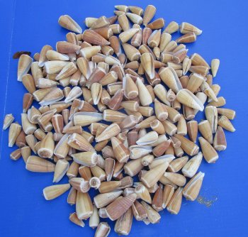 Wholesale Conus magus shells for craft 1" to 2-7/8" - 2 kilo bag @ $5.00/Bag