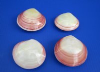 Wholesale Polished Tiger Clam Pairs Shells 3 inch (pairs are glued together) - 25 pcs @ $1.20 each; 100 pcs @ $1.08 each